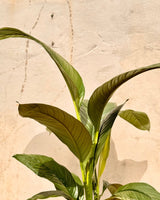 Spathipyllum ‘Sensation’ (Peace Lily) - Plant Daddy