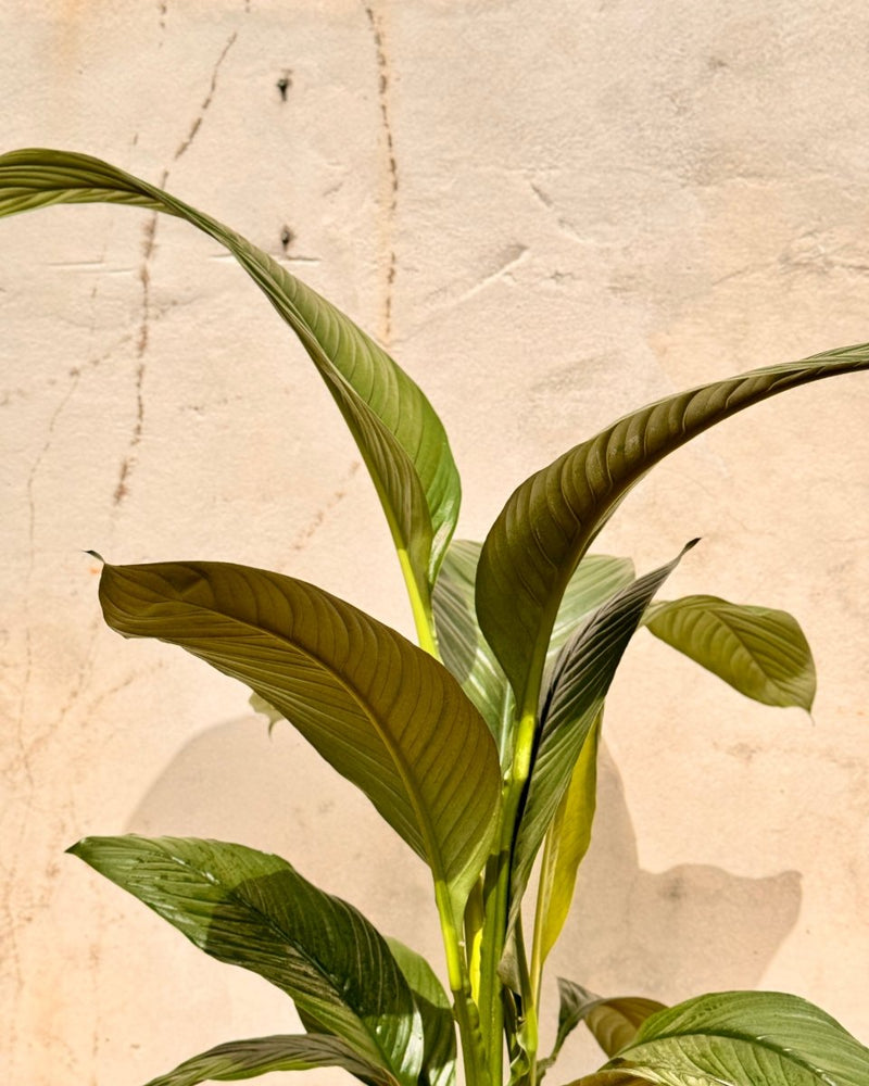 Spathipyllum ‘Sensation’ (Peace Lily) - Plant Daddy