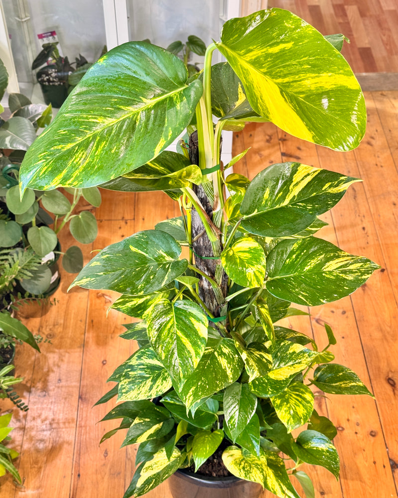 Epipremnum aureum 'Devils Ivy/Golden Pothos'