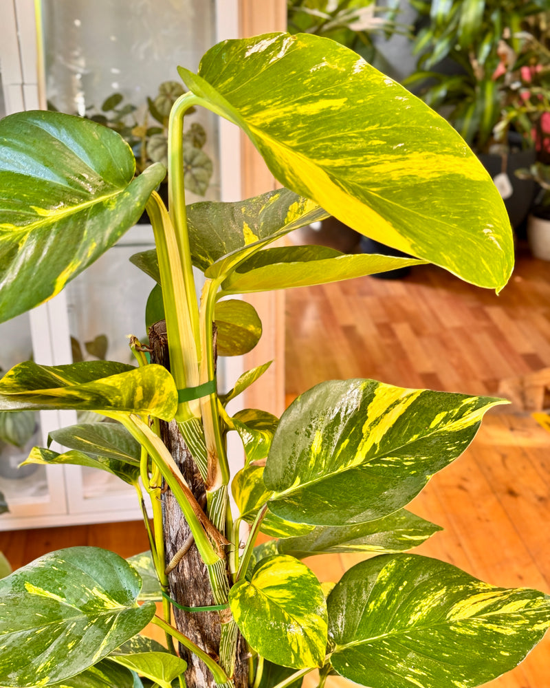 Epipremnum aureum 'Devils Ivy/Golden Pothos'