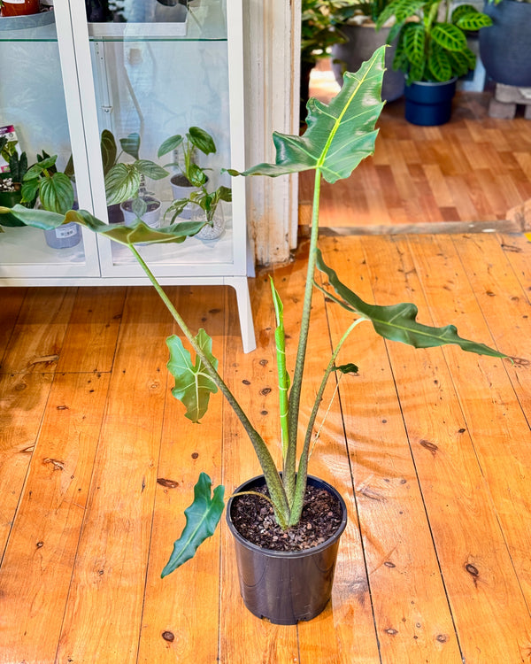 Alocasia Sarian - Plant Daddy