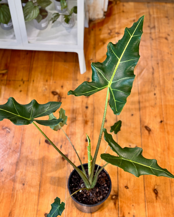 Alocasia Sarian - Plant Daddy