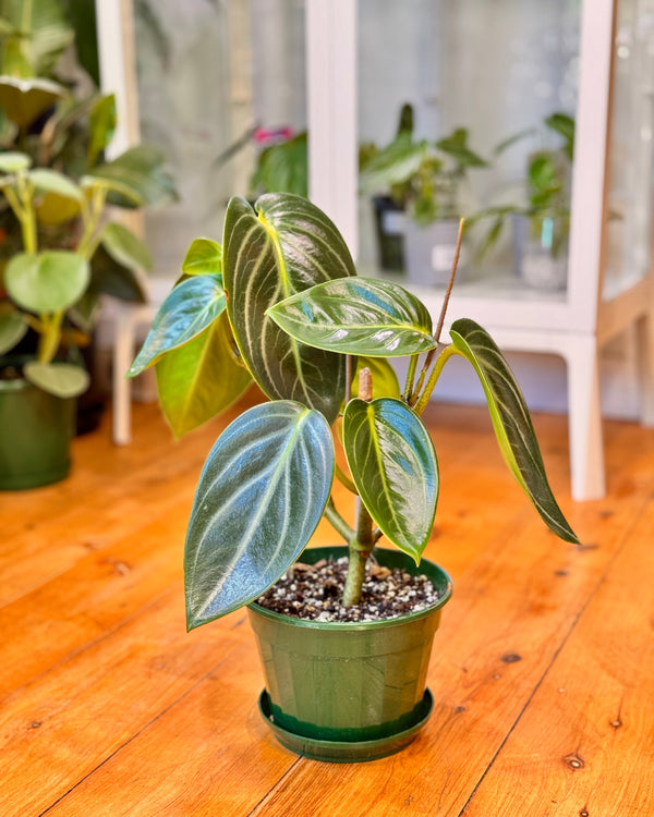 Peperomia ‘Xiang Cao' - Plant Daddy