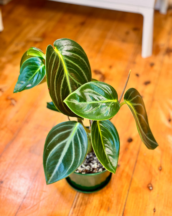 Peperomia ‘Xiang Cao' - Plant Daddy