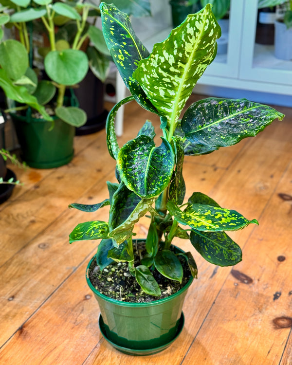 Dieffenbachia 'Reflector' - Plant Daddy