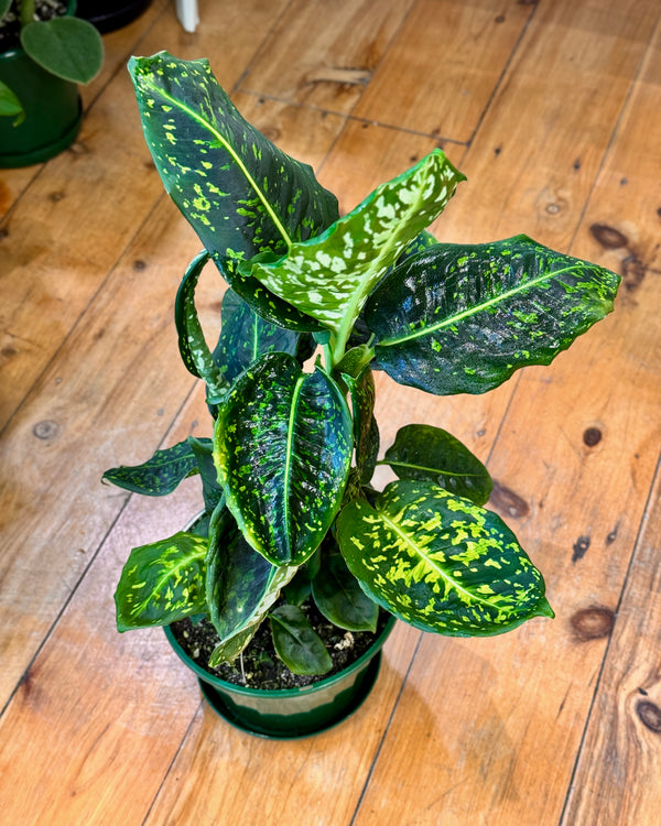 Dieffenbachia 'Reflector' - Plant Daddy