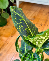 Dieffenbachia 'Reflector' - Plant Daddy