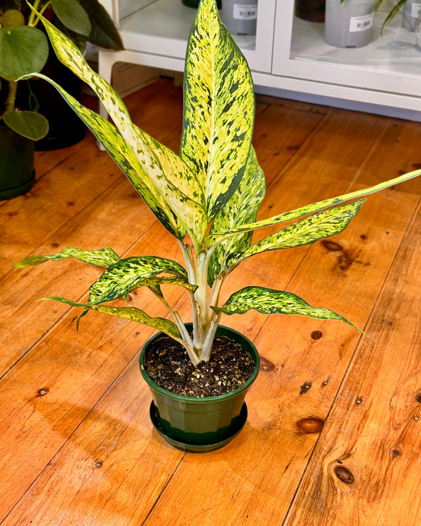 Dieffenbachia 'Star Bright' - Plant Daddy