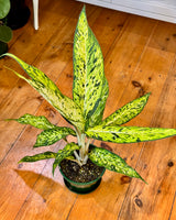 Dieffenbachia 'Star Bright' - Plant Daddy