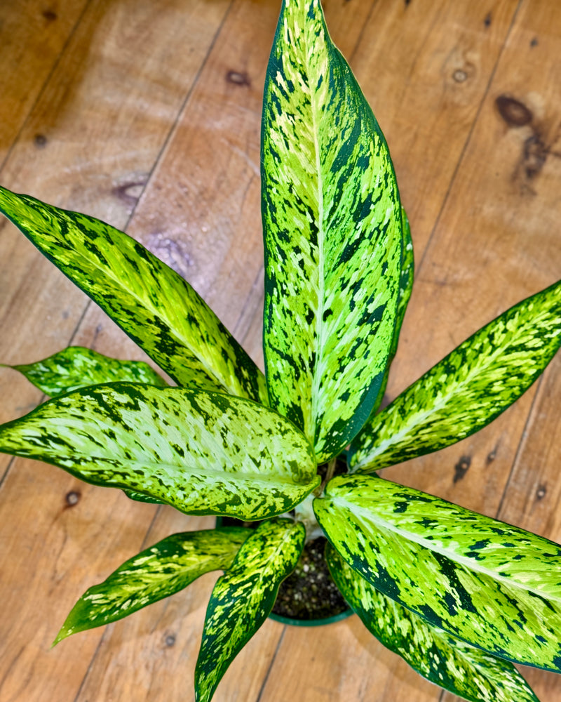 Dieffenbachia 'Star Bright' - Plant Daddy