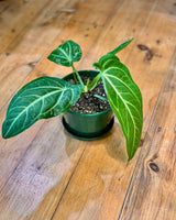 Anthurium Villenaorum - Plant Daddy