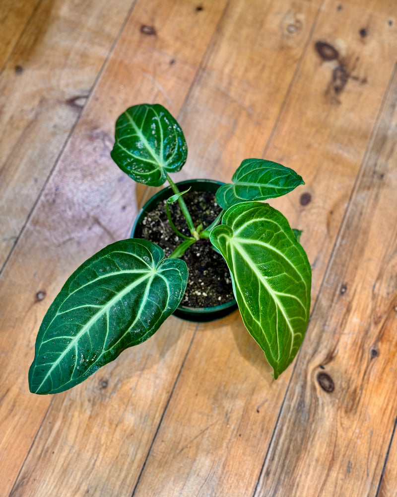 Anthurium Villenaorum - Plant Daddy