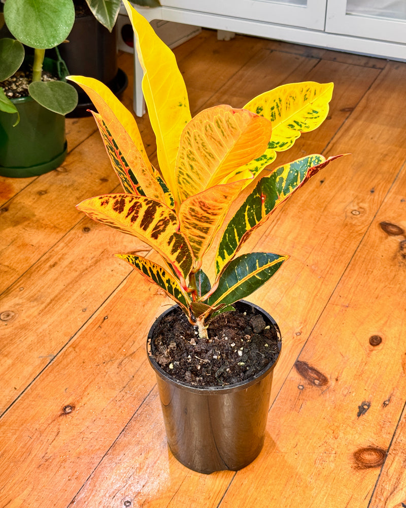 Croton 'Petra' - Plant Daddy