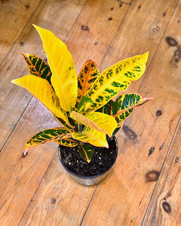 Croton 'Petra' - Plant Daddy