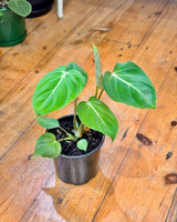 Philodendron Gloriosum - Plant Daddy