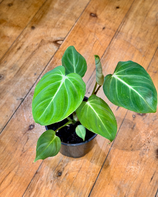 Philodendron Gloriosum - Plant Daddy