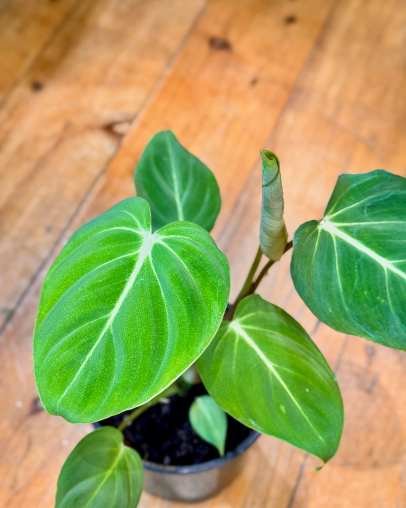 Philodendron Gloriosum - Plant Daddy