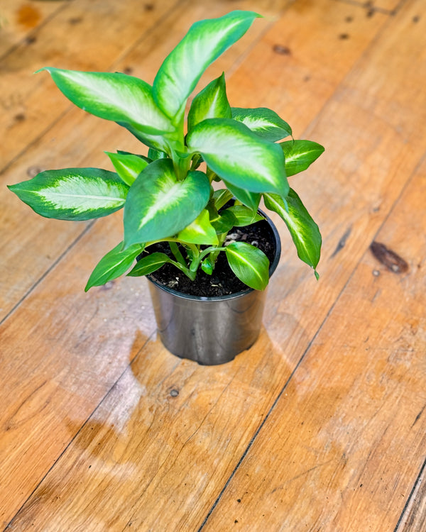 Dieffenbachia ‘Summer Style’ - Plant Daddy