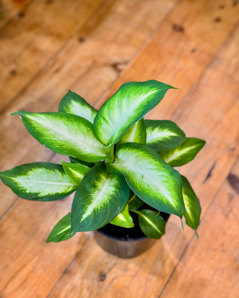 Dieffenbachia ‘Summer Style’ - Plant Daddy