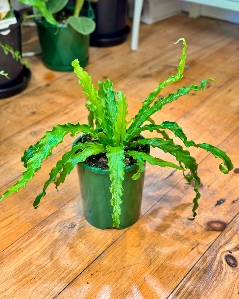 Asplenium Victoria Fern - Plant Daddy