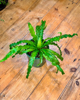 Asplenium Victoria Fern - Plant Daddy