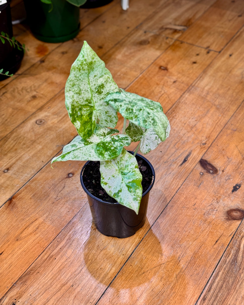 Alocasia macrorrhizos Splash - Plant Daddy