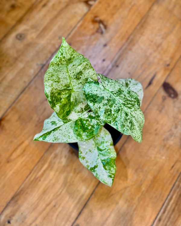 Alocasia macrorrhizos Splash - Plant Daddy