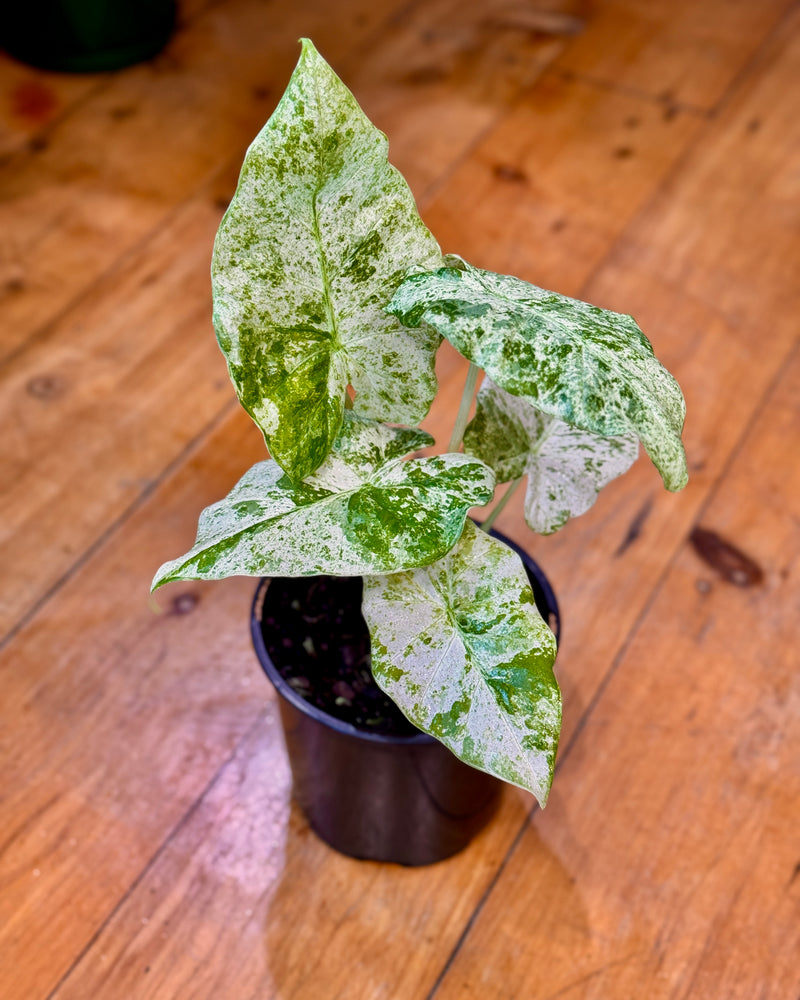 Alocasia macrorrhizos Splash - Plant Daddy