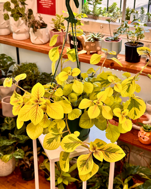 Plectranthus cillatus Gold - Plant Daddy