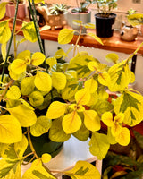 Plectranthus cillatus Gold - Plant Daddy