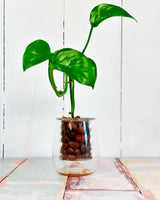 Self watering Planter by Cup O Flora