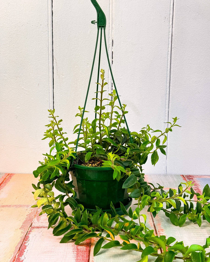 Aeschynanthus Curly (Lipstick plant)