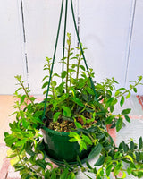 Aeschynanthus Curly (Lipstick plant)