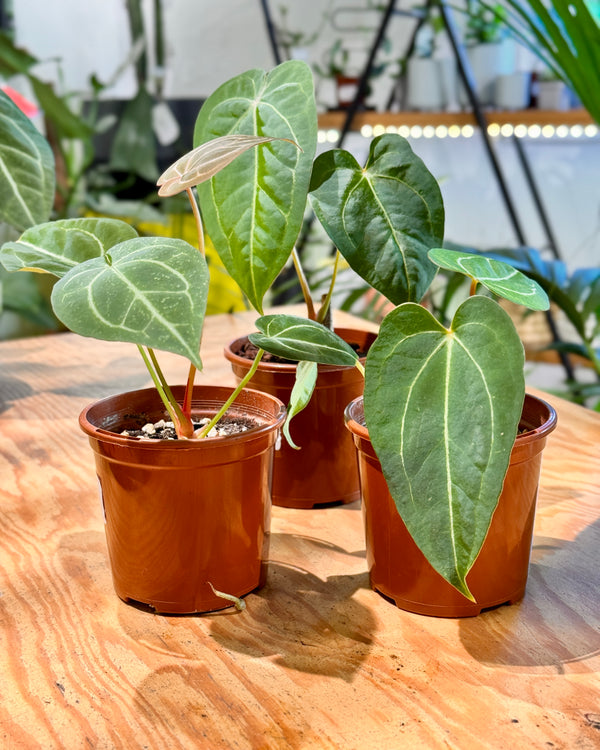 Anthurium var Homegrown