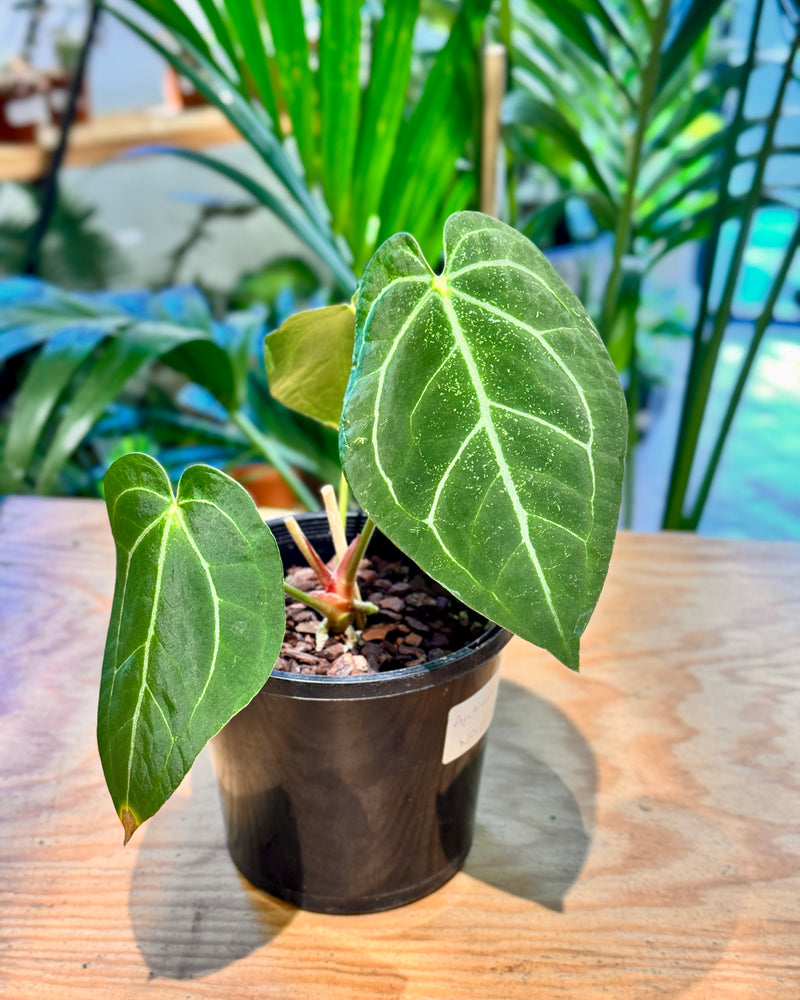 Anthurium var Homegrown