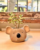 Cuddles Koala Potted