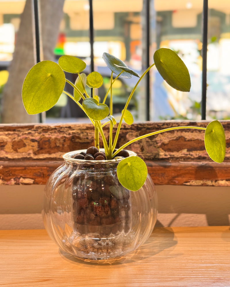 Ribbed Self Watering Potted Pilea