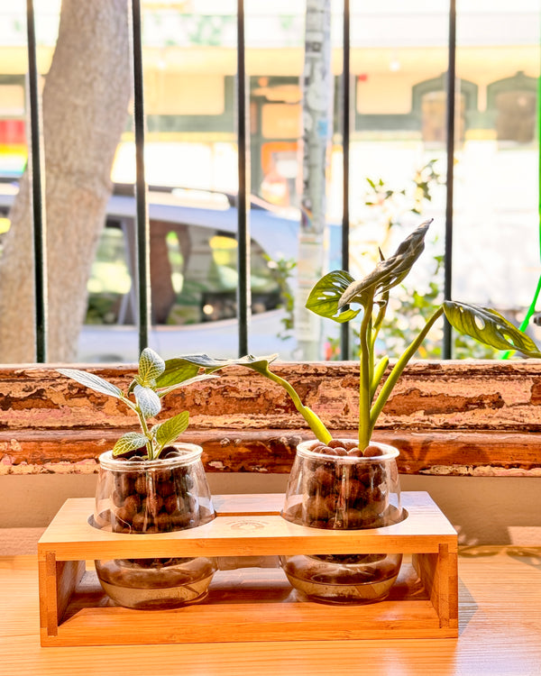 Self Watering Lab 2 Duo Potted