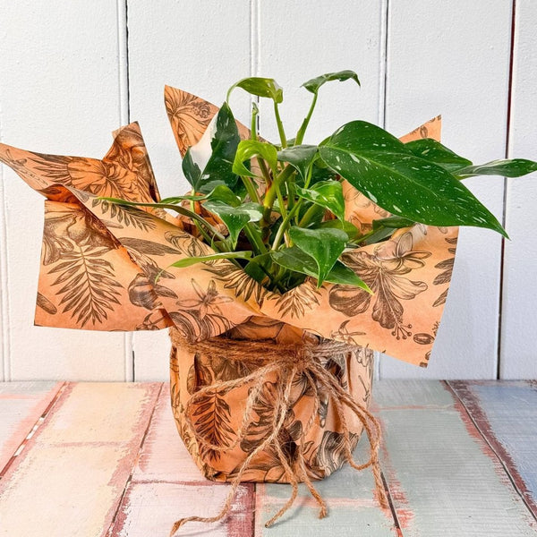wrapped potted plant Plant Daddy Gift Wrap