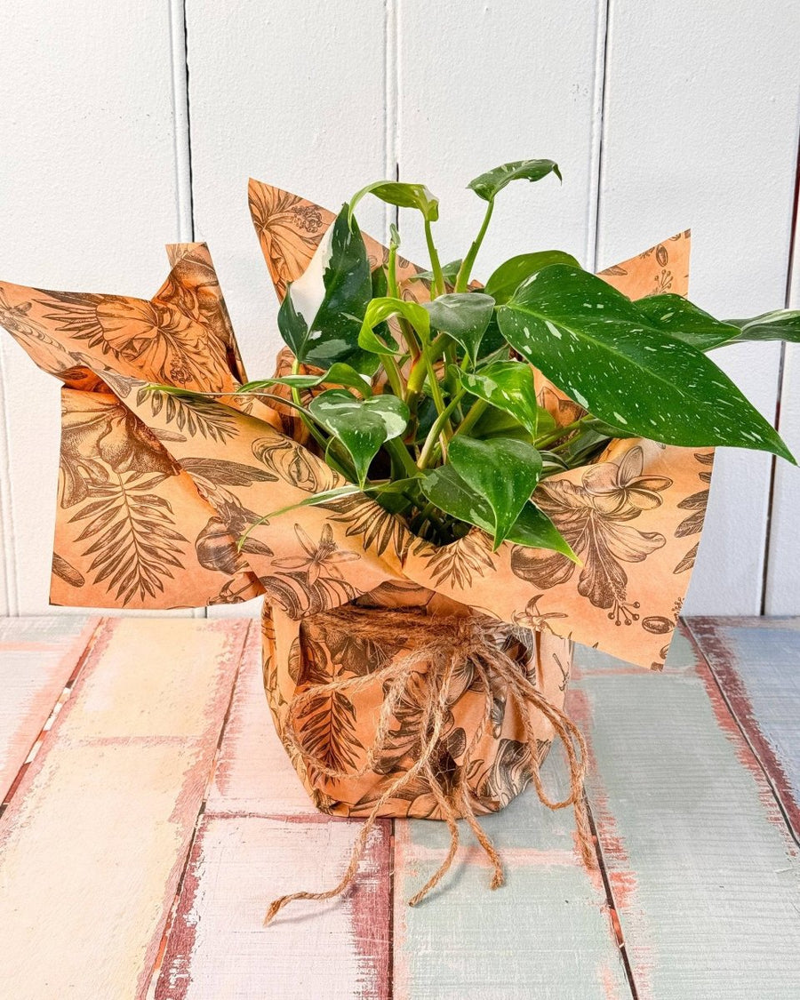 potted plant wrappers Plant Daddy Gift Wrap