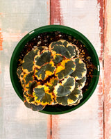 Saxifraga Stolonifera Variegata Tricolour - Strawberry Begonia