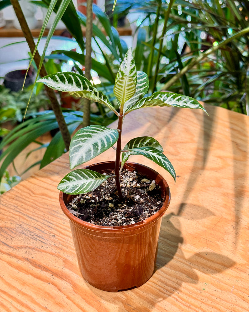 Aphelandra squarrosa 'Zebra Plant'