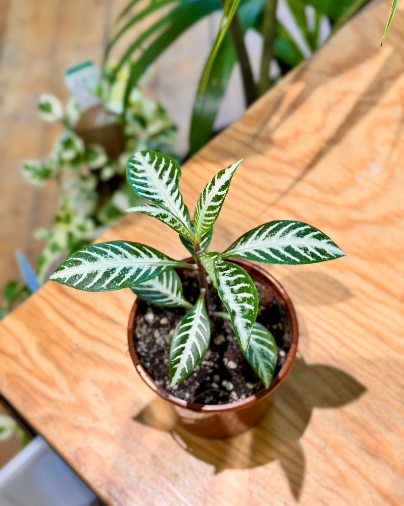 Aphelandra squarrosa 'Zebra Plant'