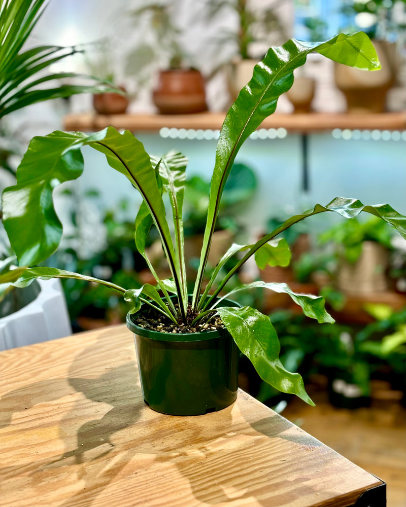 Asplenium australasicum (Birds Nest Fern) - Plant Daddy