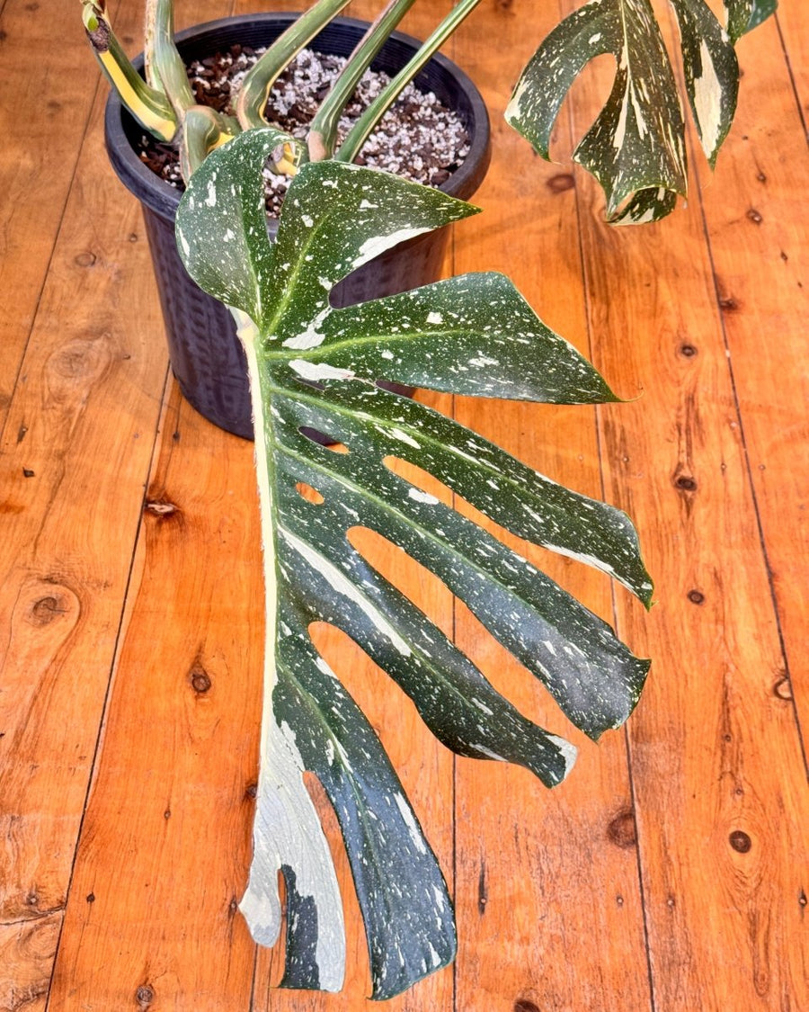 Jumbo Monstera 'Thai Constellation' - Plant Daddy