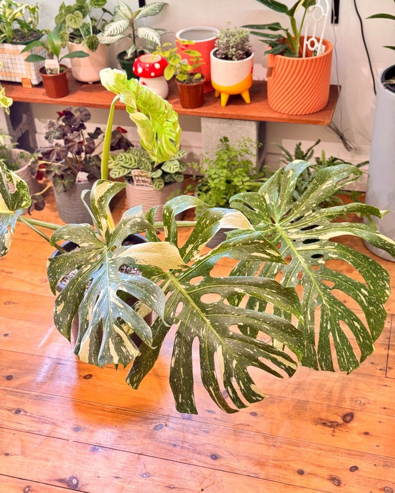 monstera deliciosa buy perth Jumbo Monstera 'Thai Constellation'