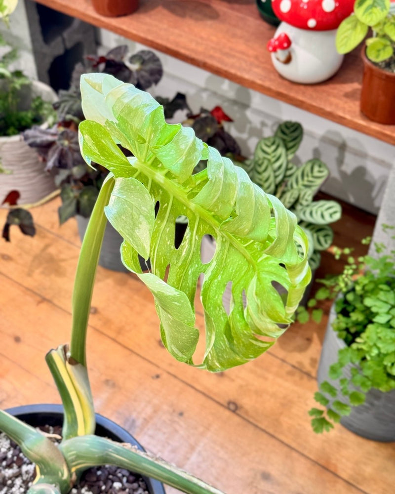 jumbo monstera deliciosa Jumbo Monstera 'Thai Constellation'