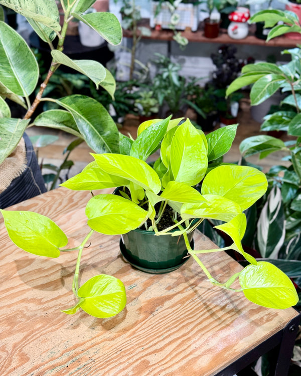 Epipremnum aureum ‘Neon’ (Goldilocks Pothos) - Plant Daddy