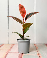 Ficus Ruby Rubber Plant (Ficus Elastica)