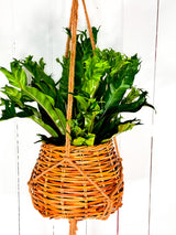 Clovelly Rattan Hanging Basket